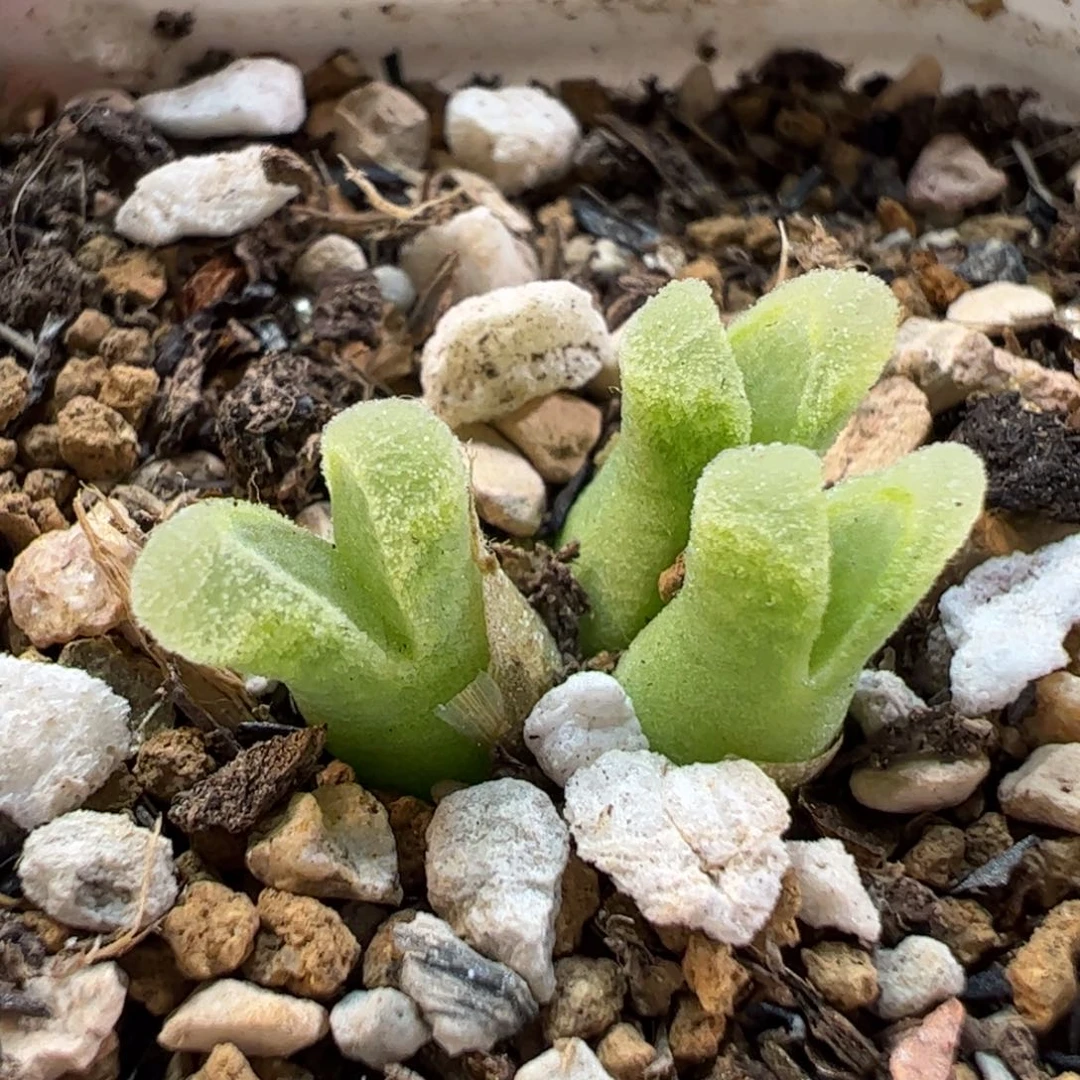 190120多肉植物百科