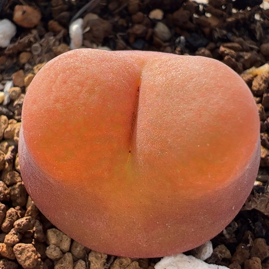 404多肉植物百科