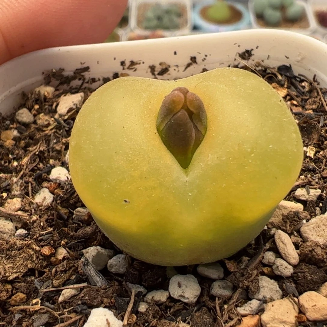 220179多肉植物百科