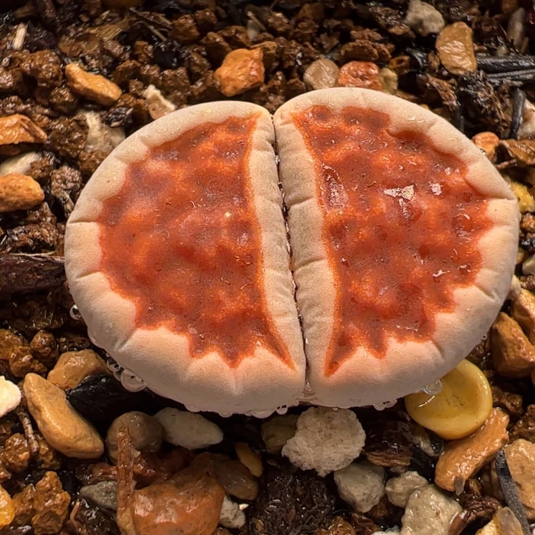 07024多肉植物百科