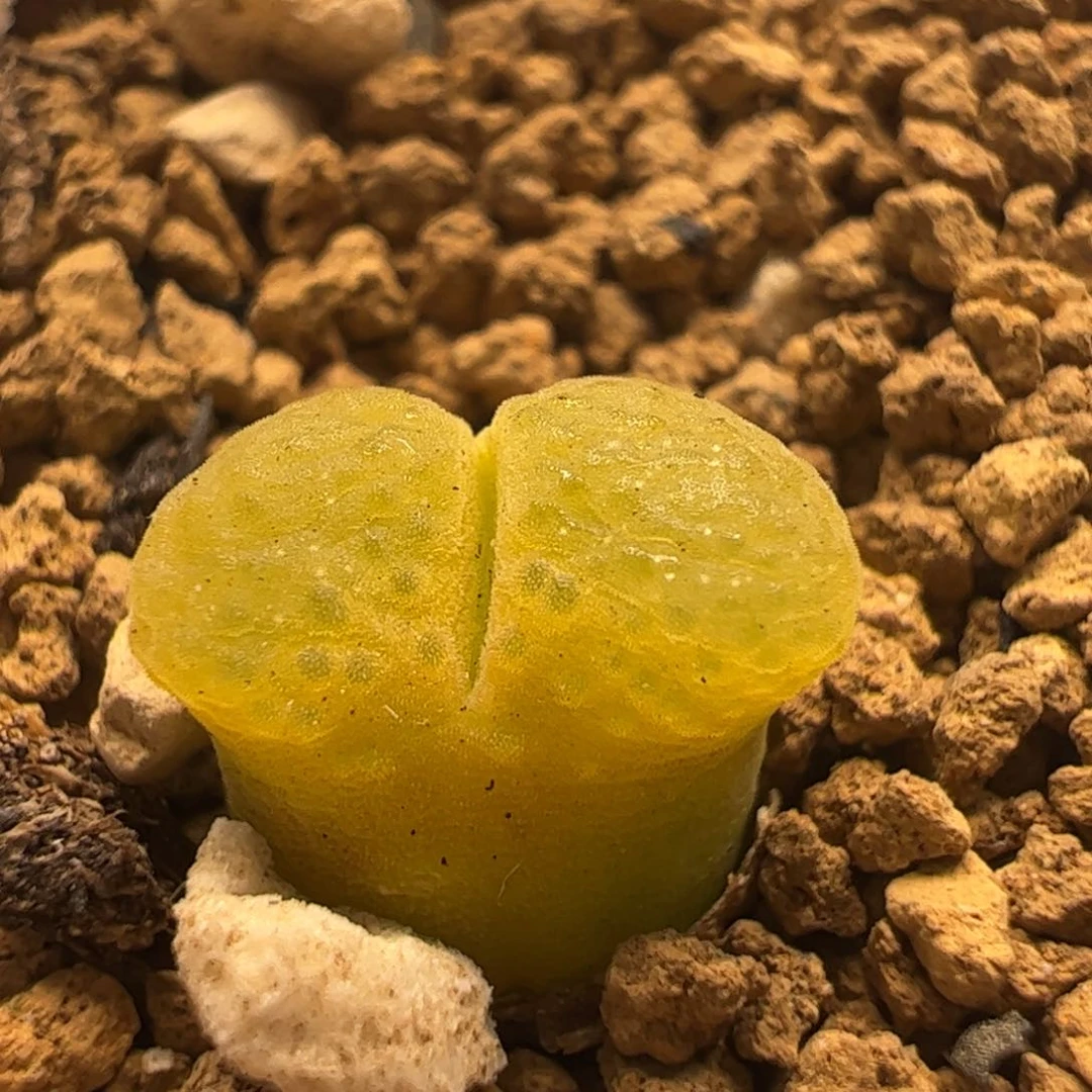 40多肉植物百科樱花1453.9