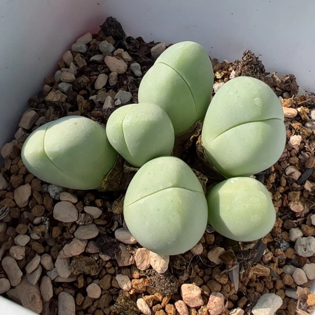 23063多肉植物百科