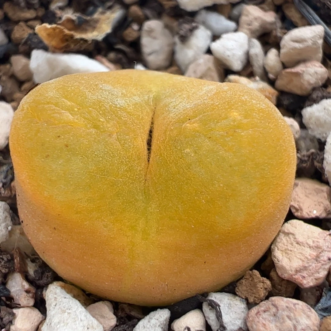 499多肉植物百科