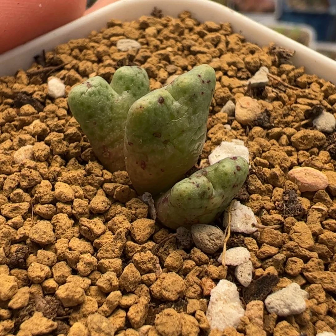 12020多肉植物百科