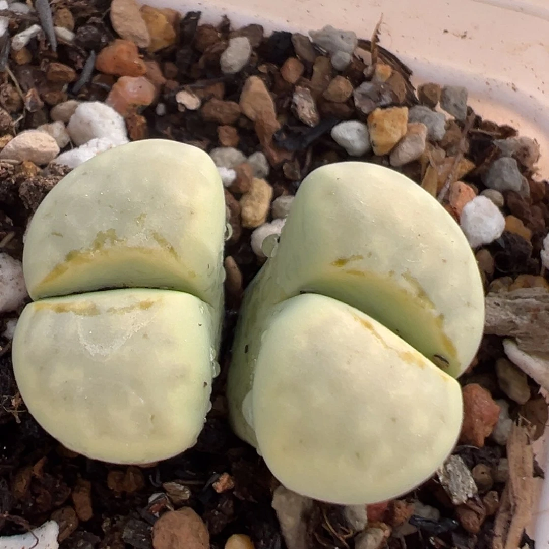 344多肉植物种类