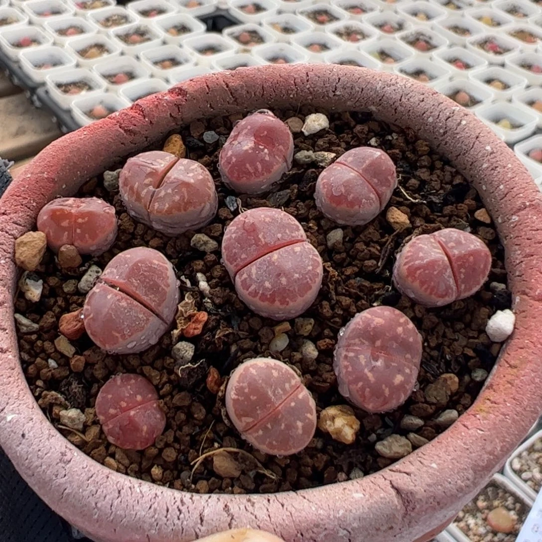 170125多肉植物百科