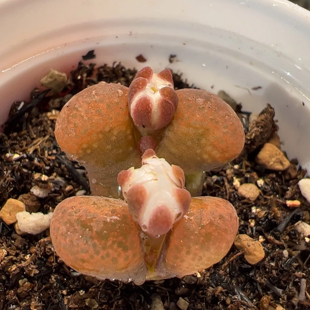 20024多肉植物百科