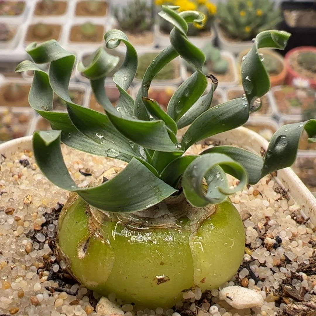 294多肉植物百科