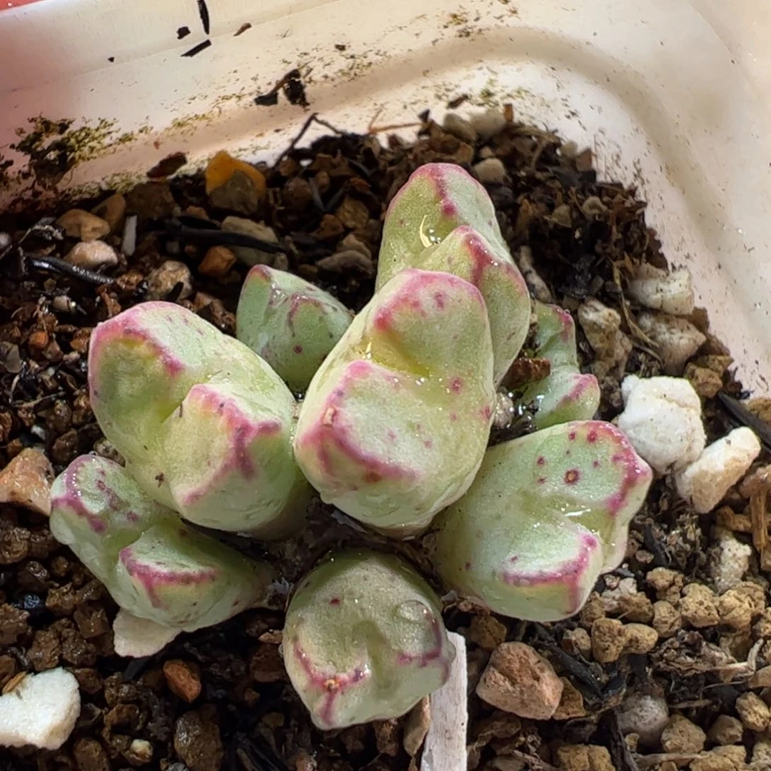 16094多肉植物百科