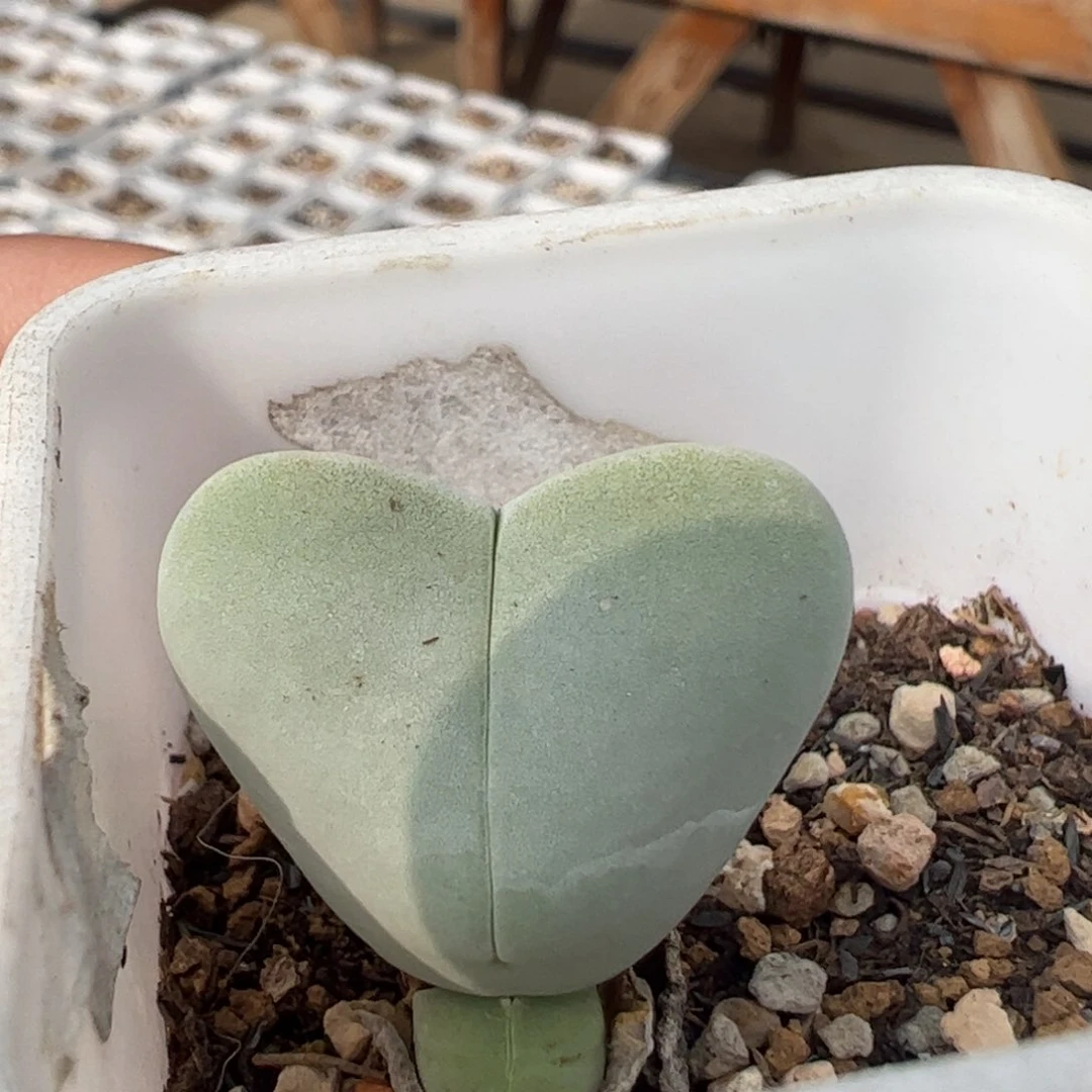 114多肉植物百科百科