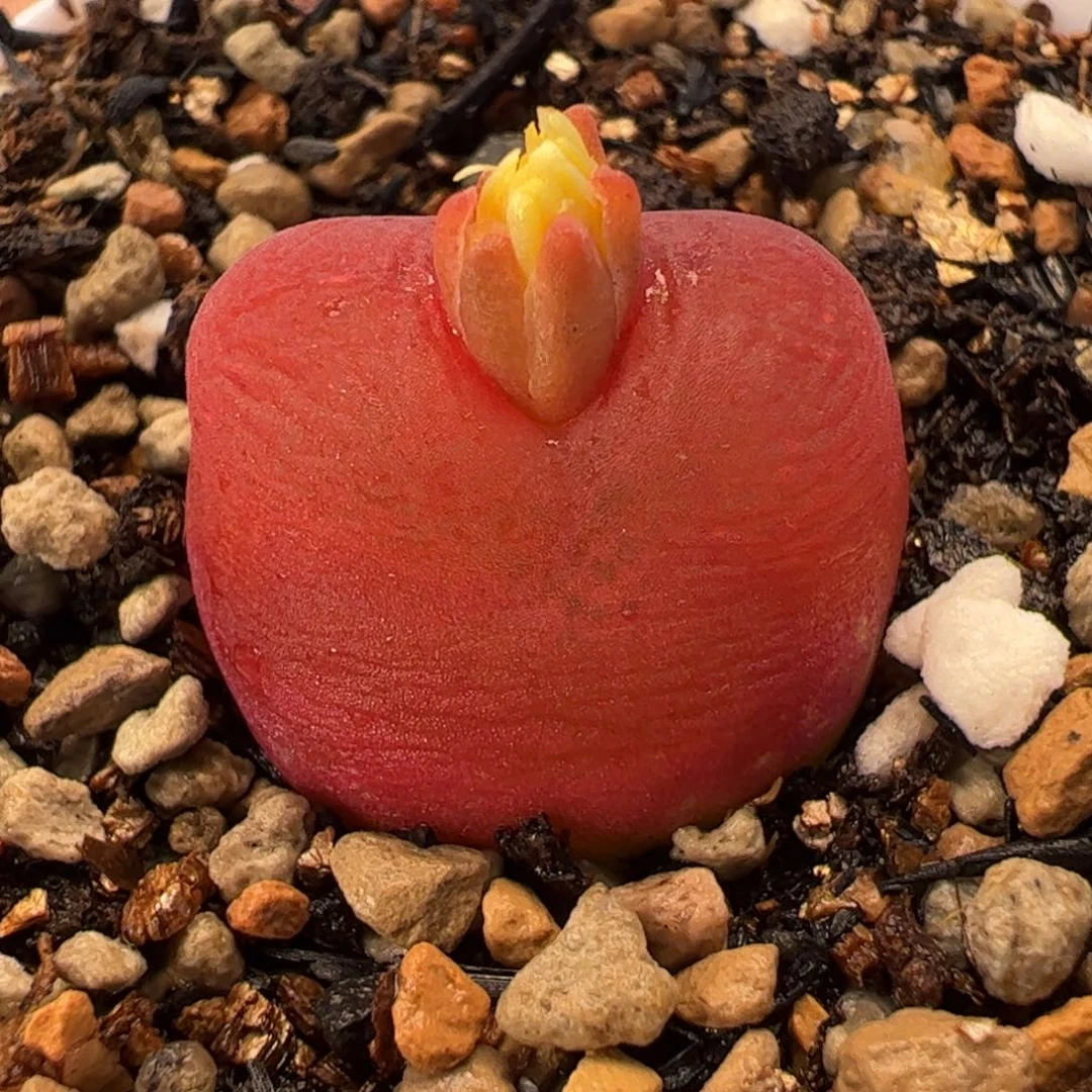 31030多肉植物百科