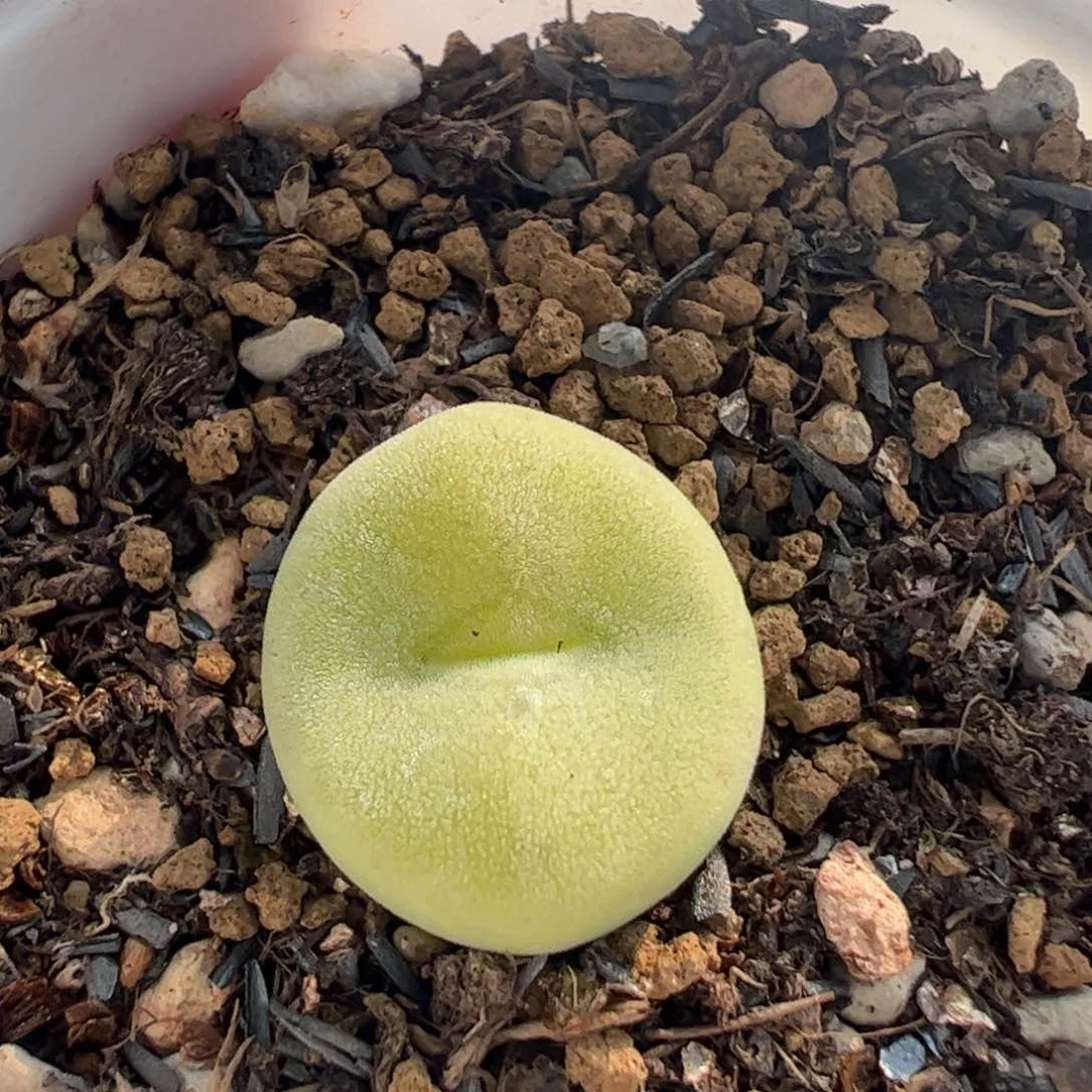 25063多肉植物百科