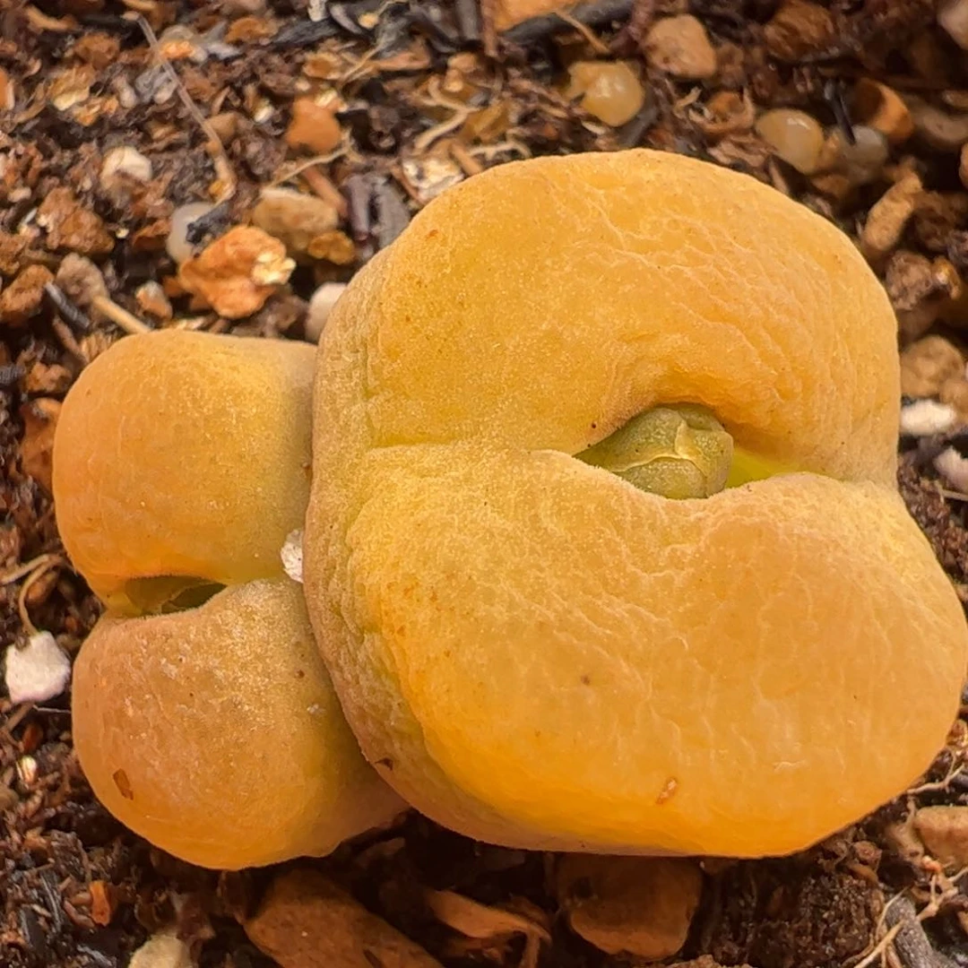 ，297多肉植物百科