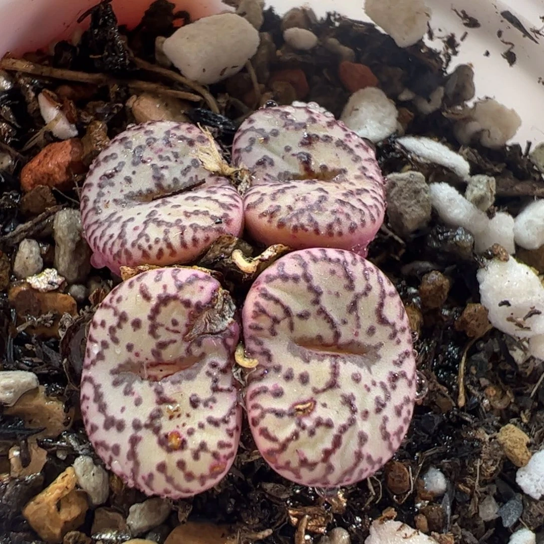 25023多肉植物百科