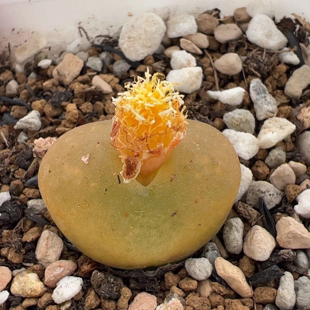 10086多肉植物百科