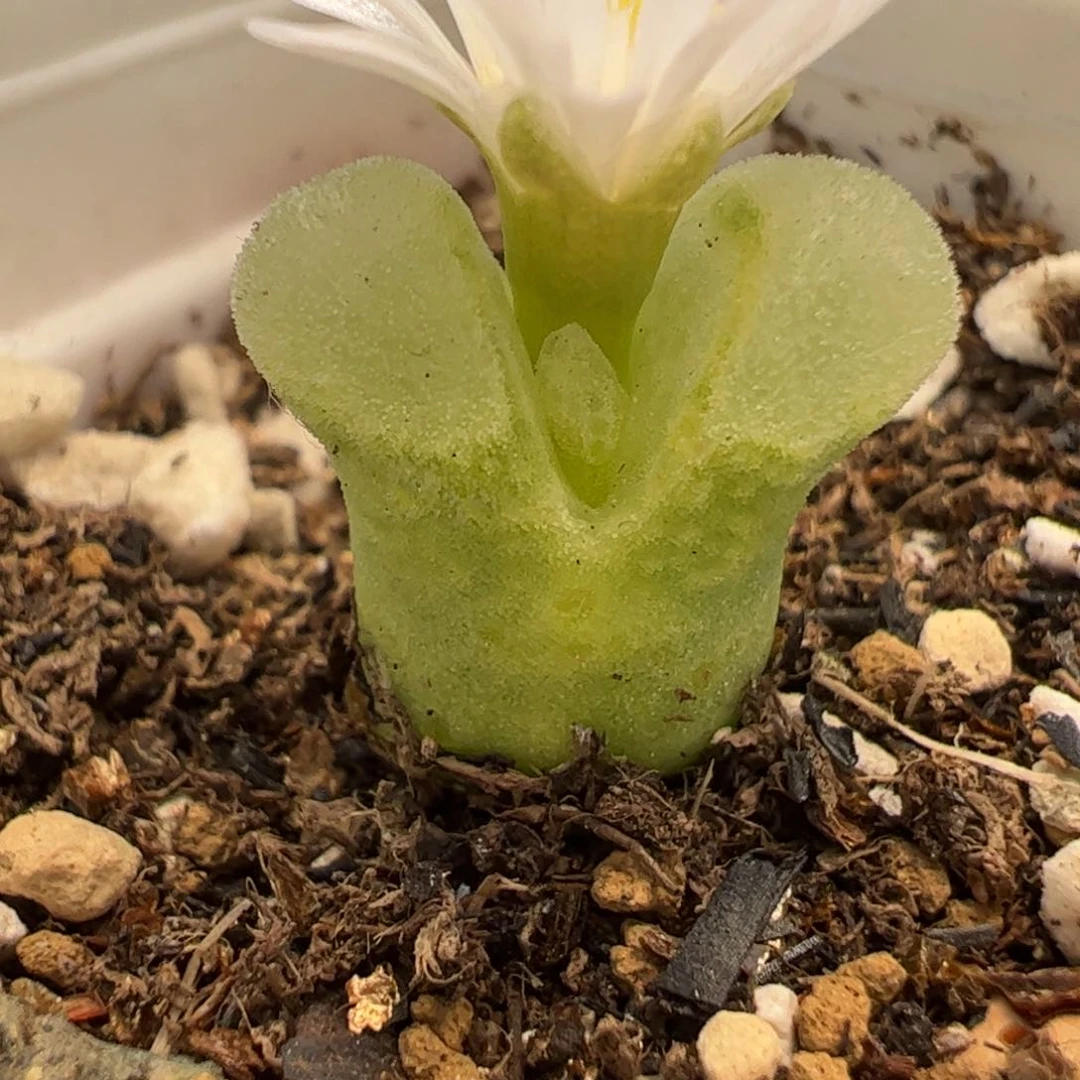 220183多肉植物百科