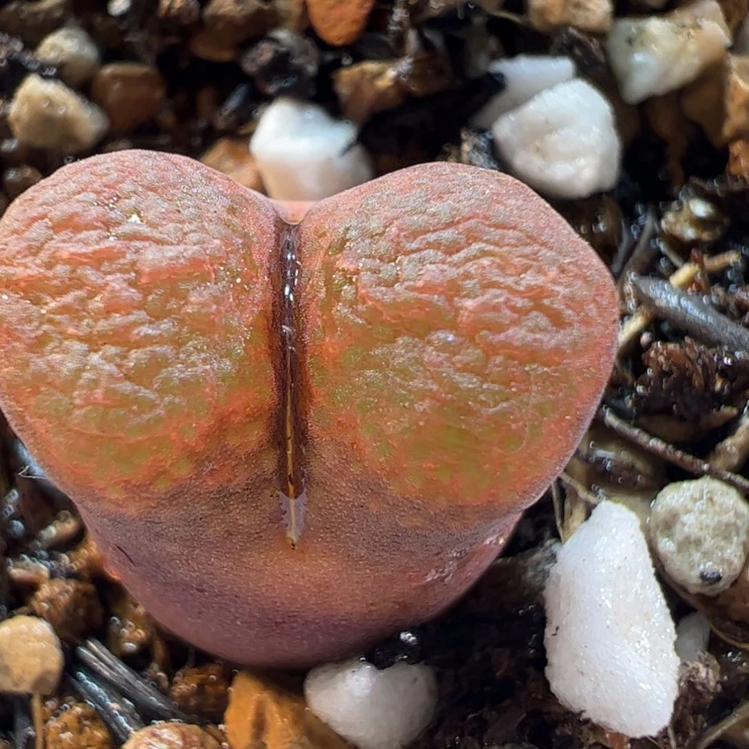 270114多肉植物百科
