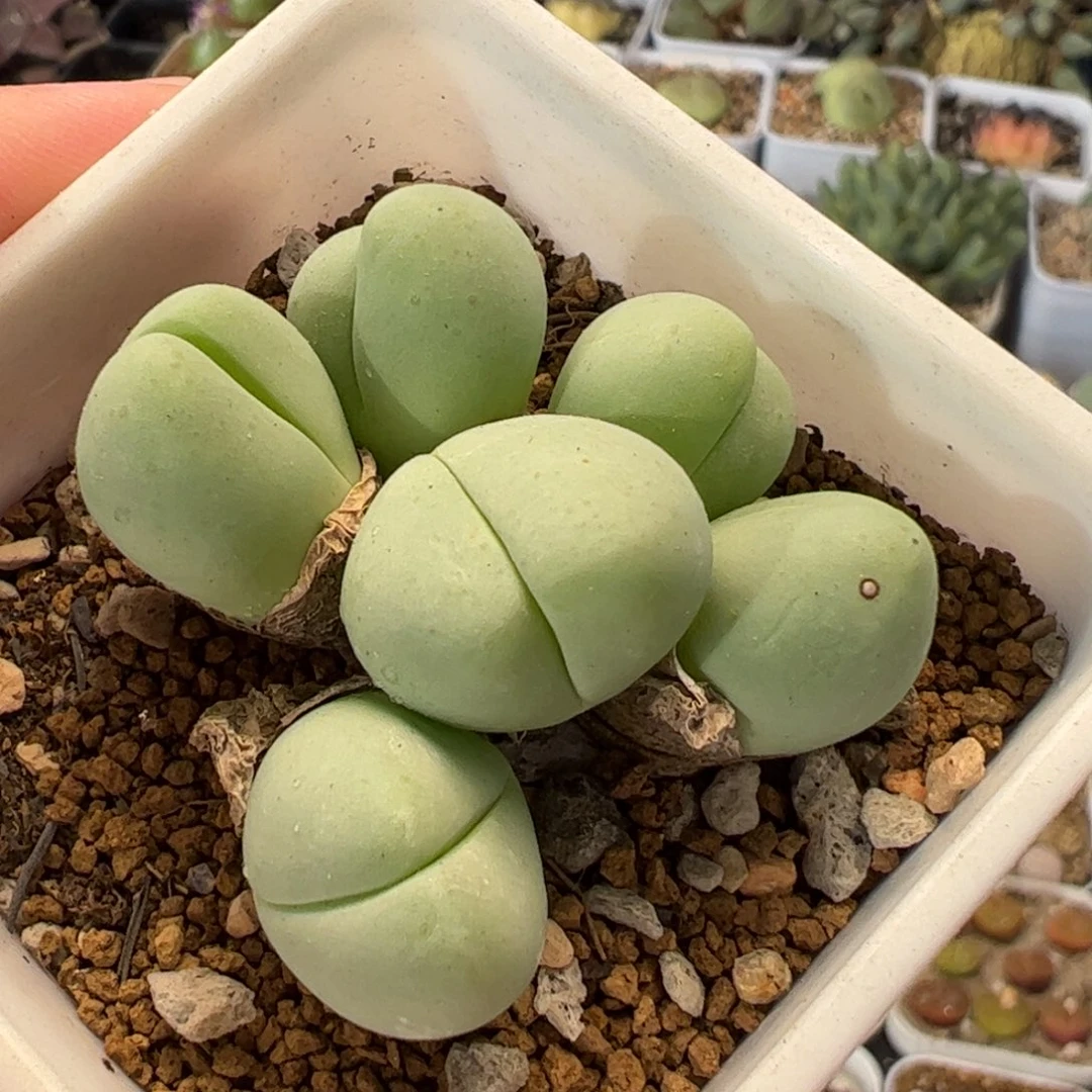 20034多肉植物百科