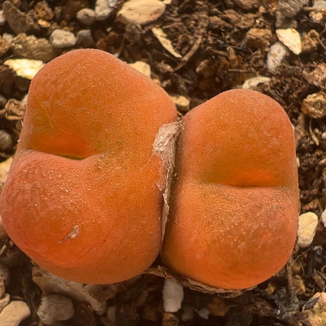 1018多肉植物百科