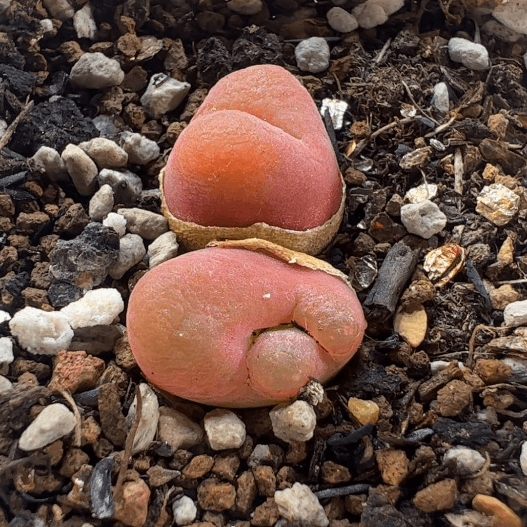 18076多肉植物百科