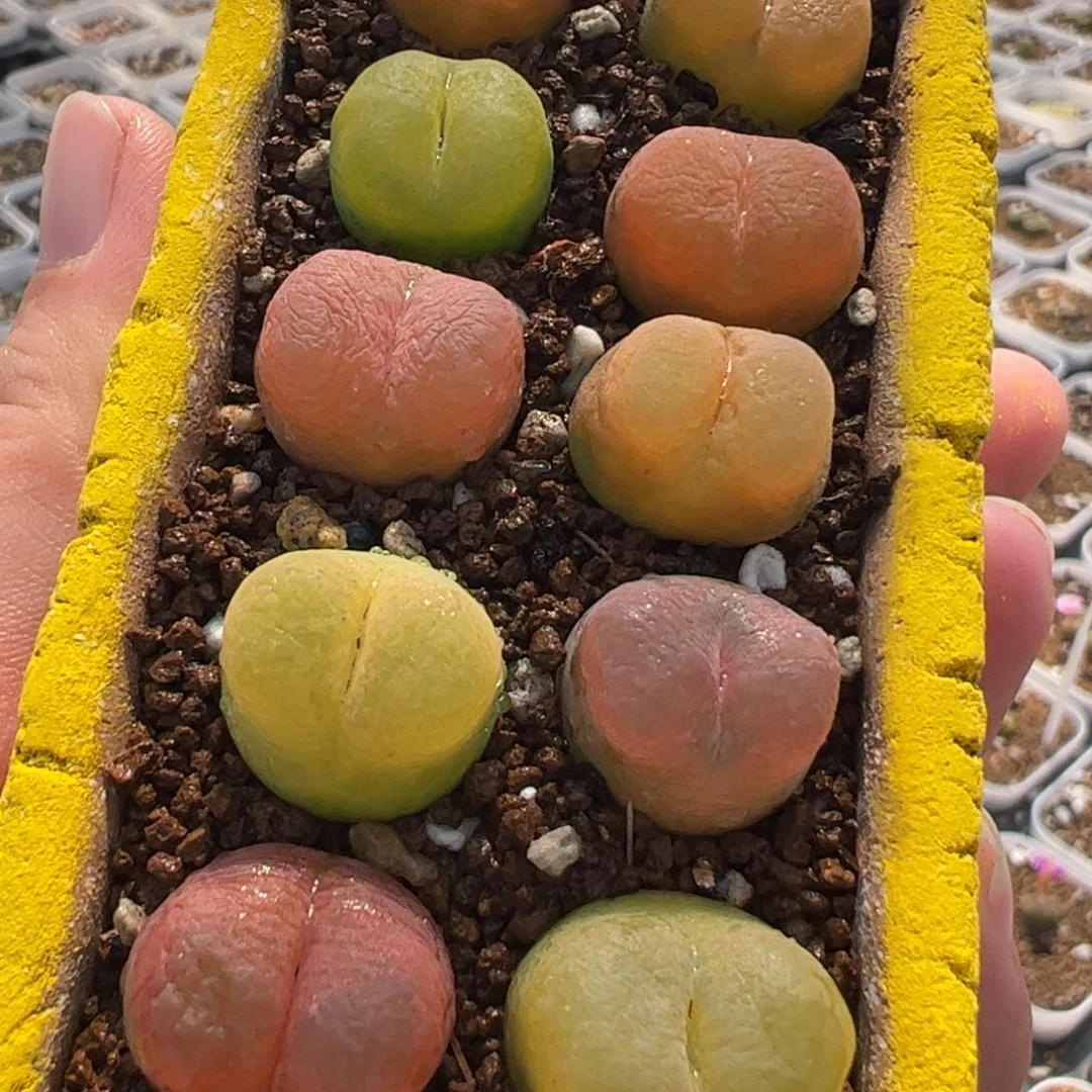 030199多肉植物百科不含盆