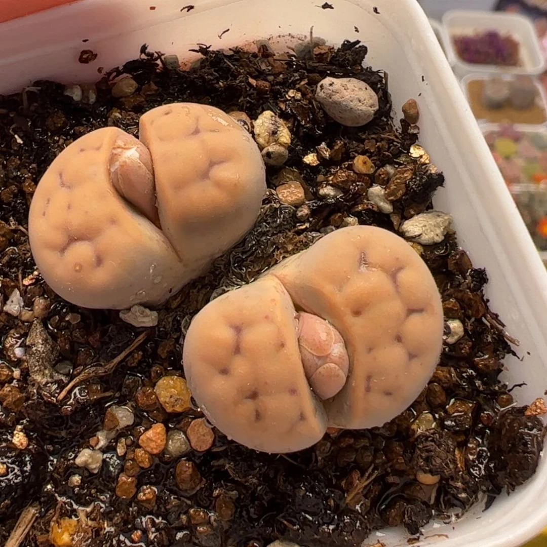 1900255多肉植物百科