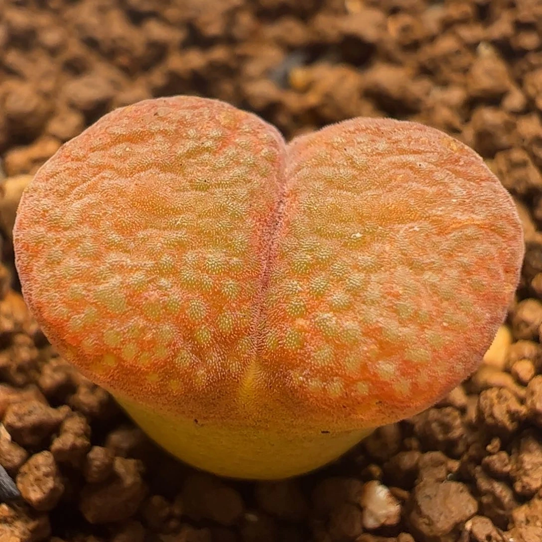 102果冻蛋糕多肉植物百科