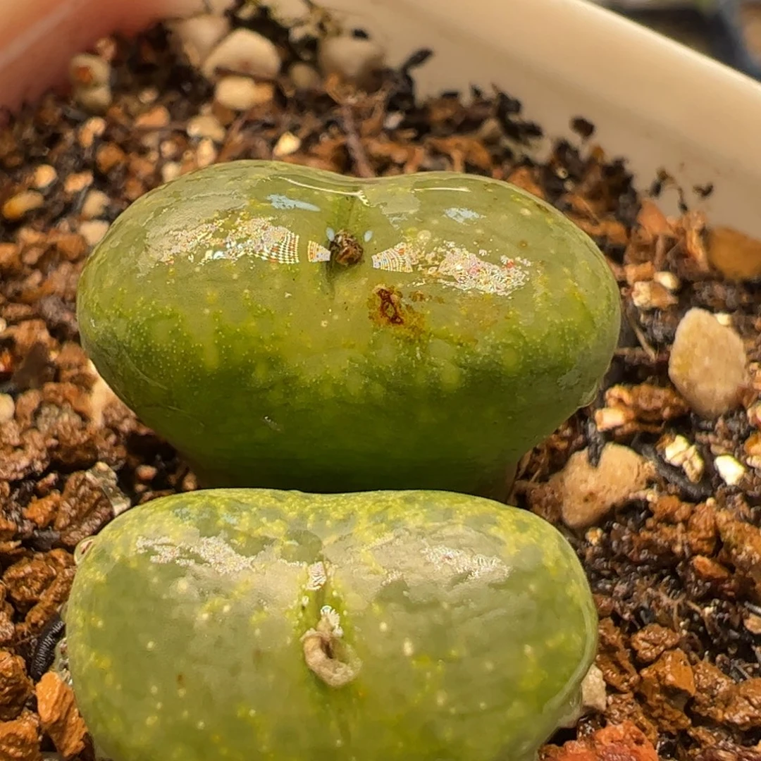 360多肉植物百科