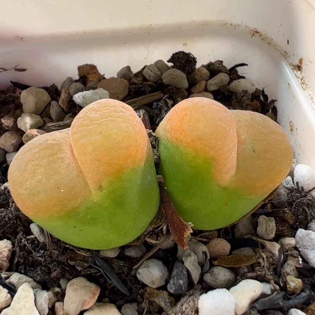 180210多肉植物百科