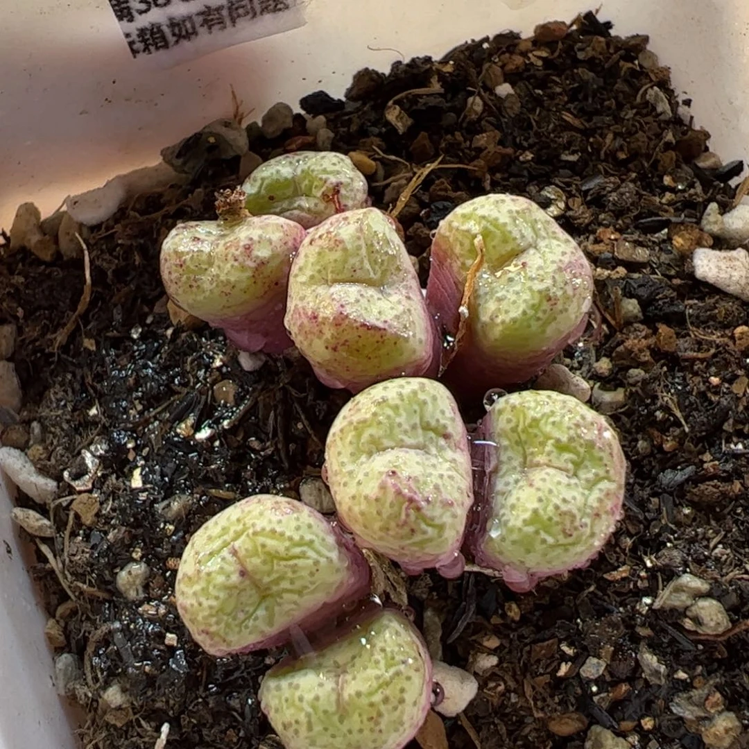190226多肉植物百科