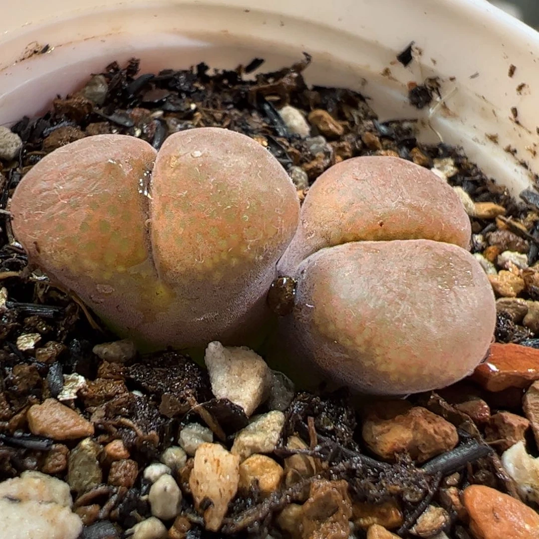 160175多肉植物百科