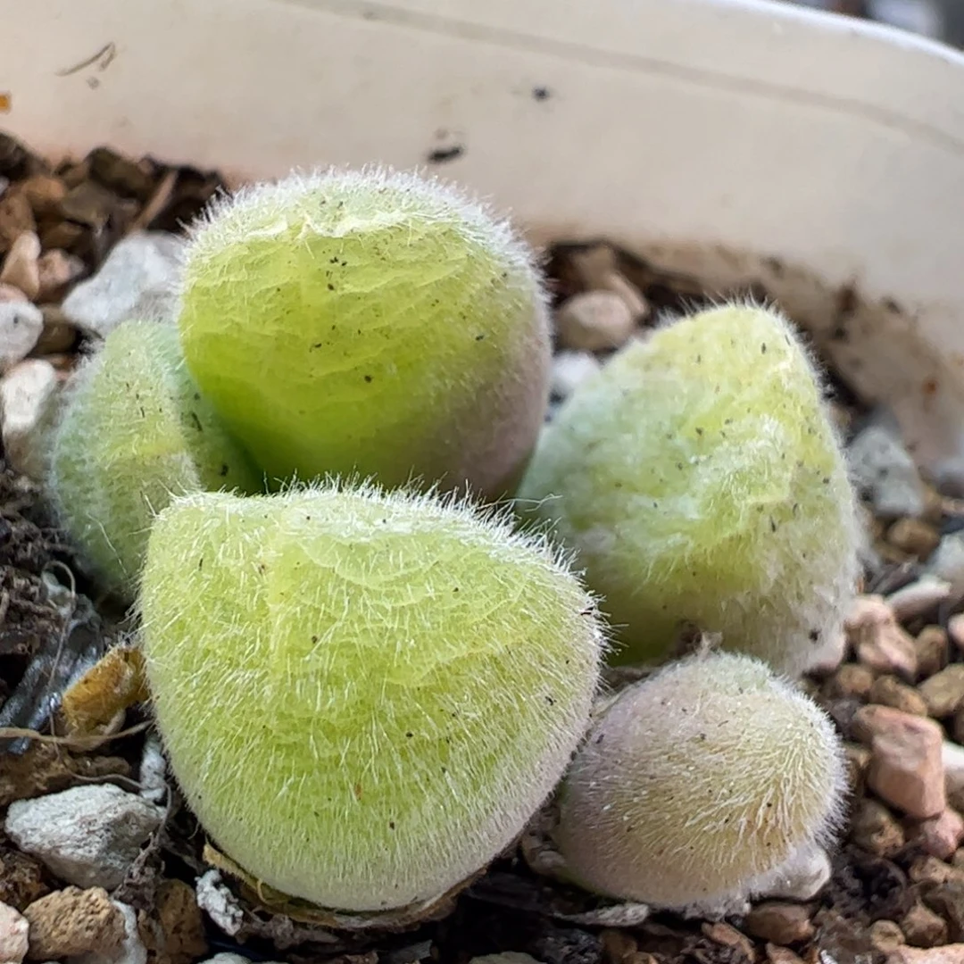 16.95多肉植物百科