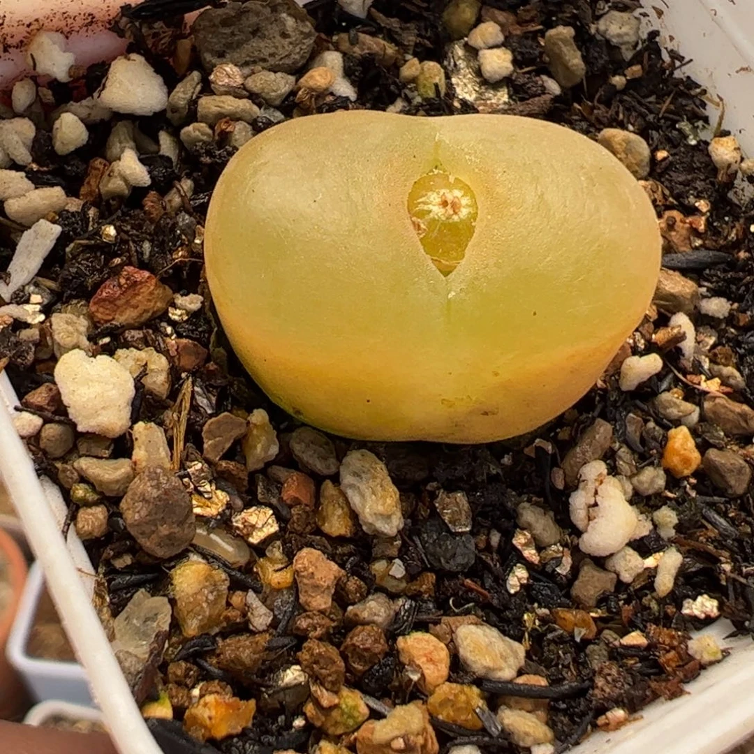 130109多肉植物百科