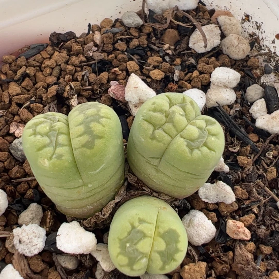 270218多肉植物百科