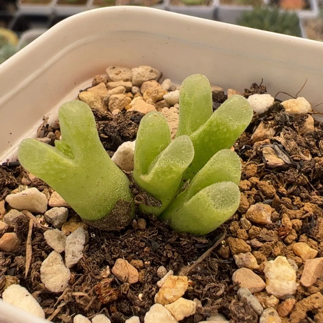 200160多肉植物百科