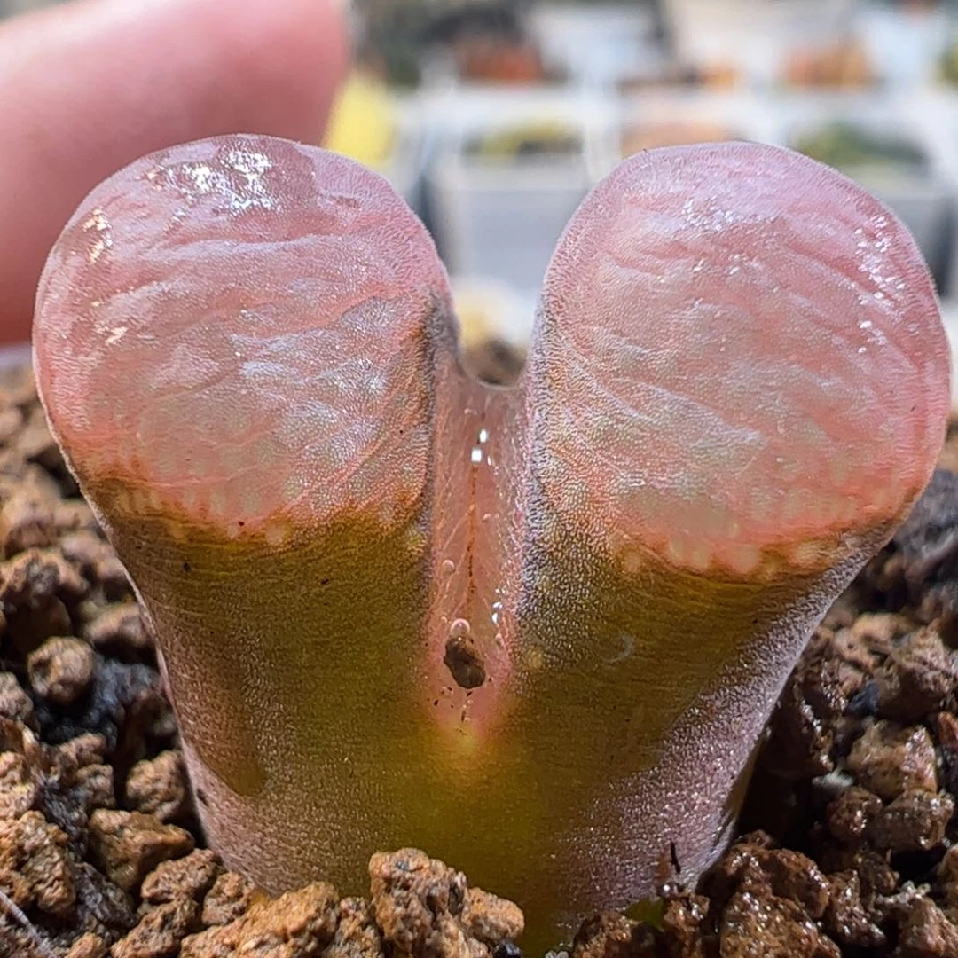 350多肉植物百科