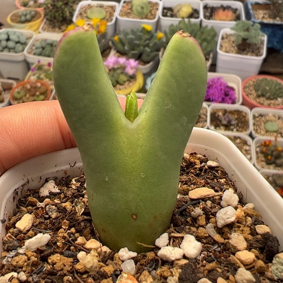 16054多肉植物百科