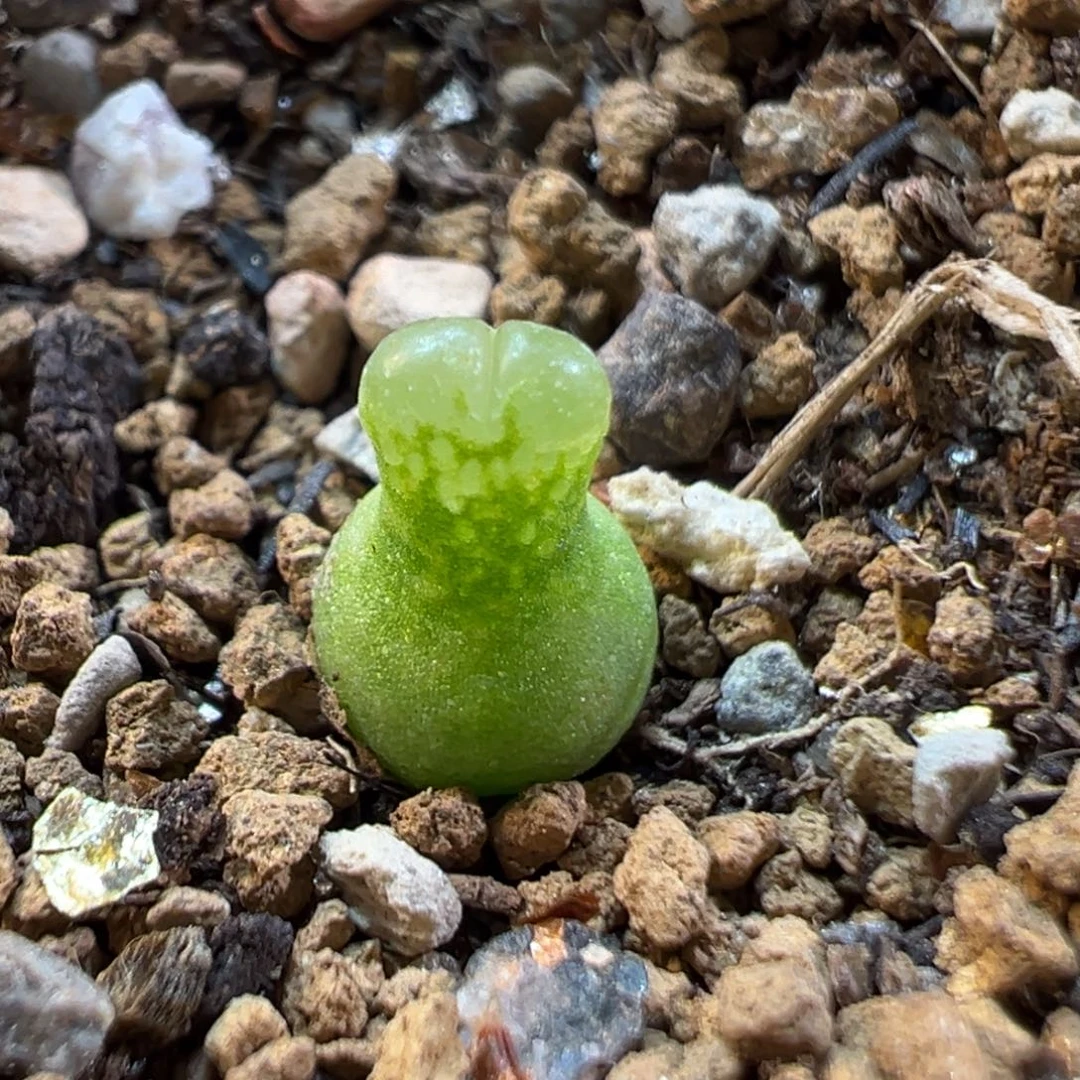 235多肉植物种类