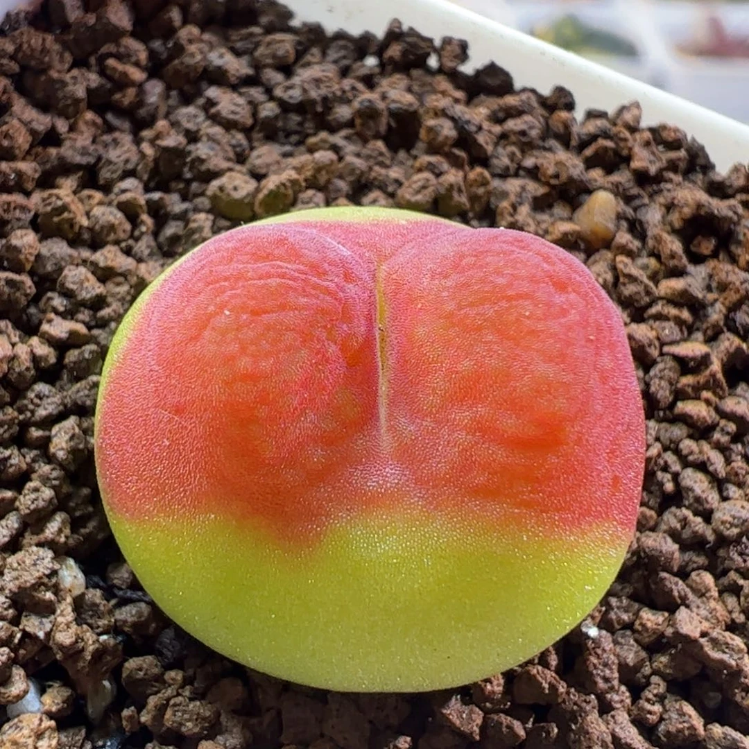 2806多肉植物百科