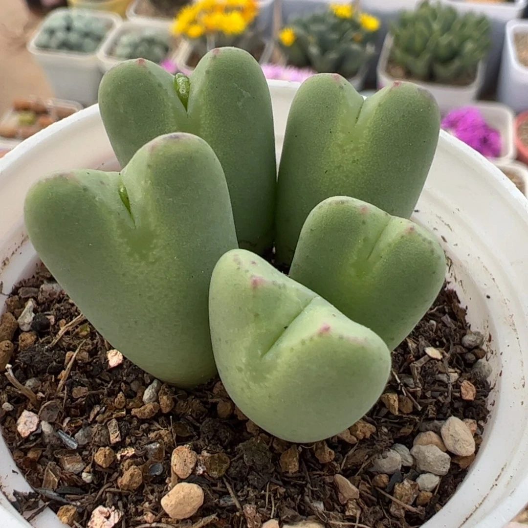 160193多肉植物百科