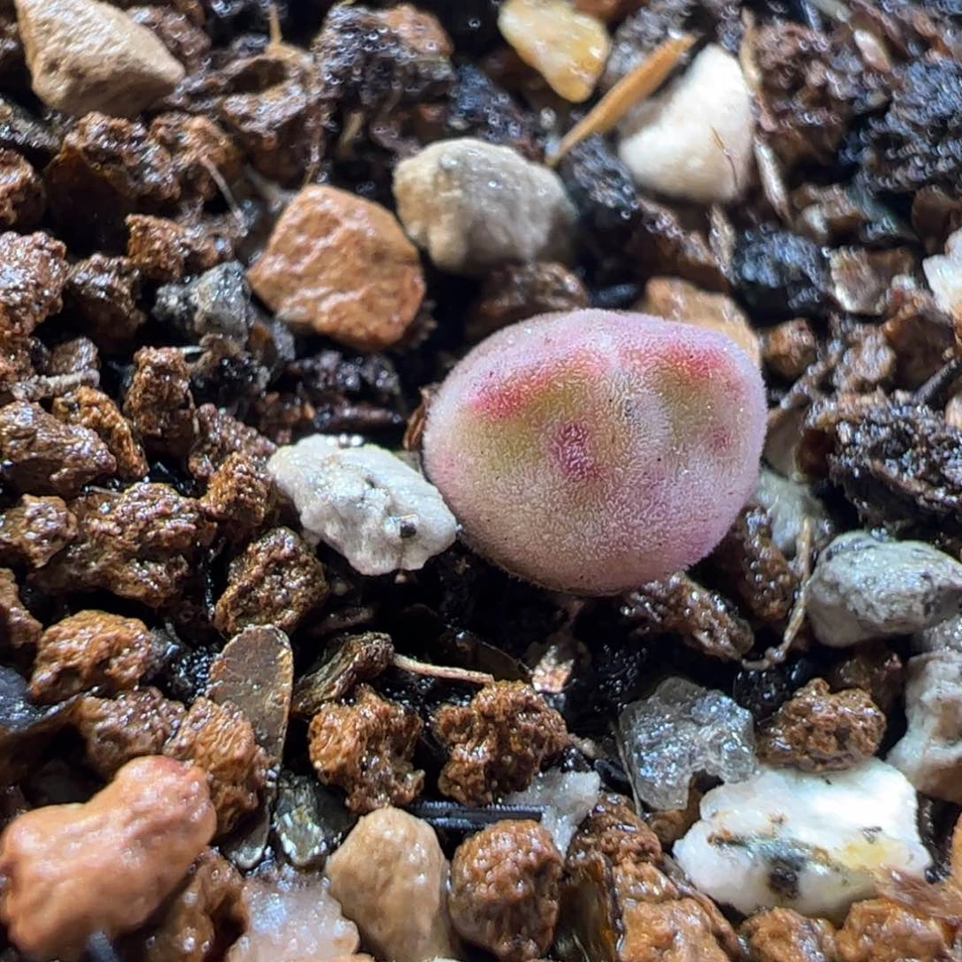 2603多肉植物百科