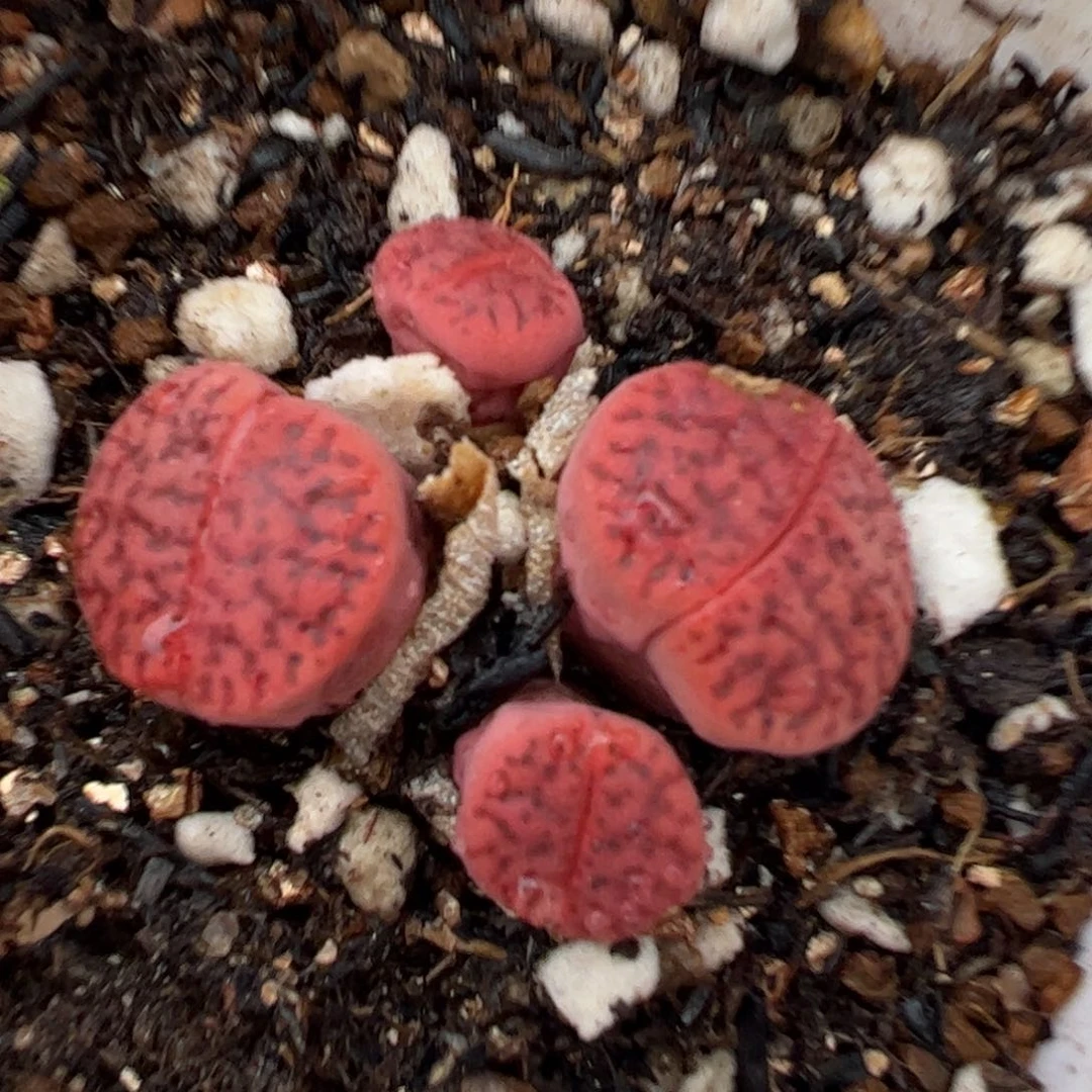 470多肉植物百科1