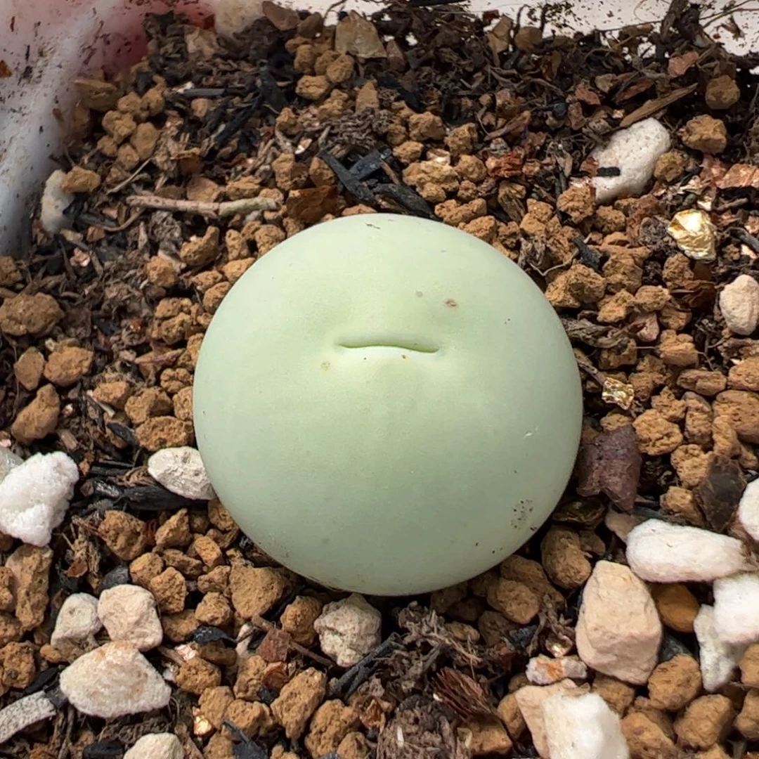 230141多肉植物百科