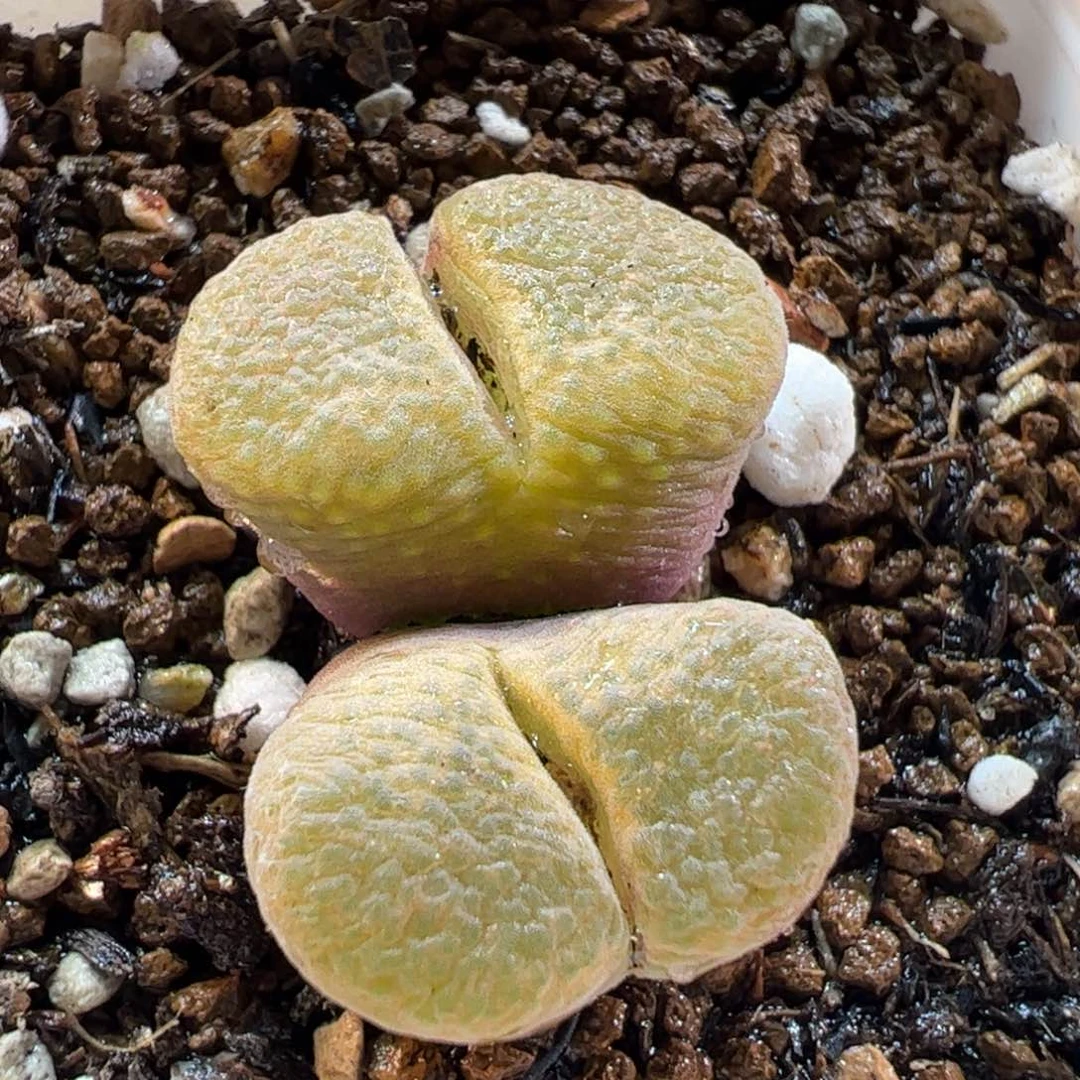 160155多肉植物百科