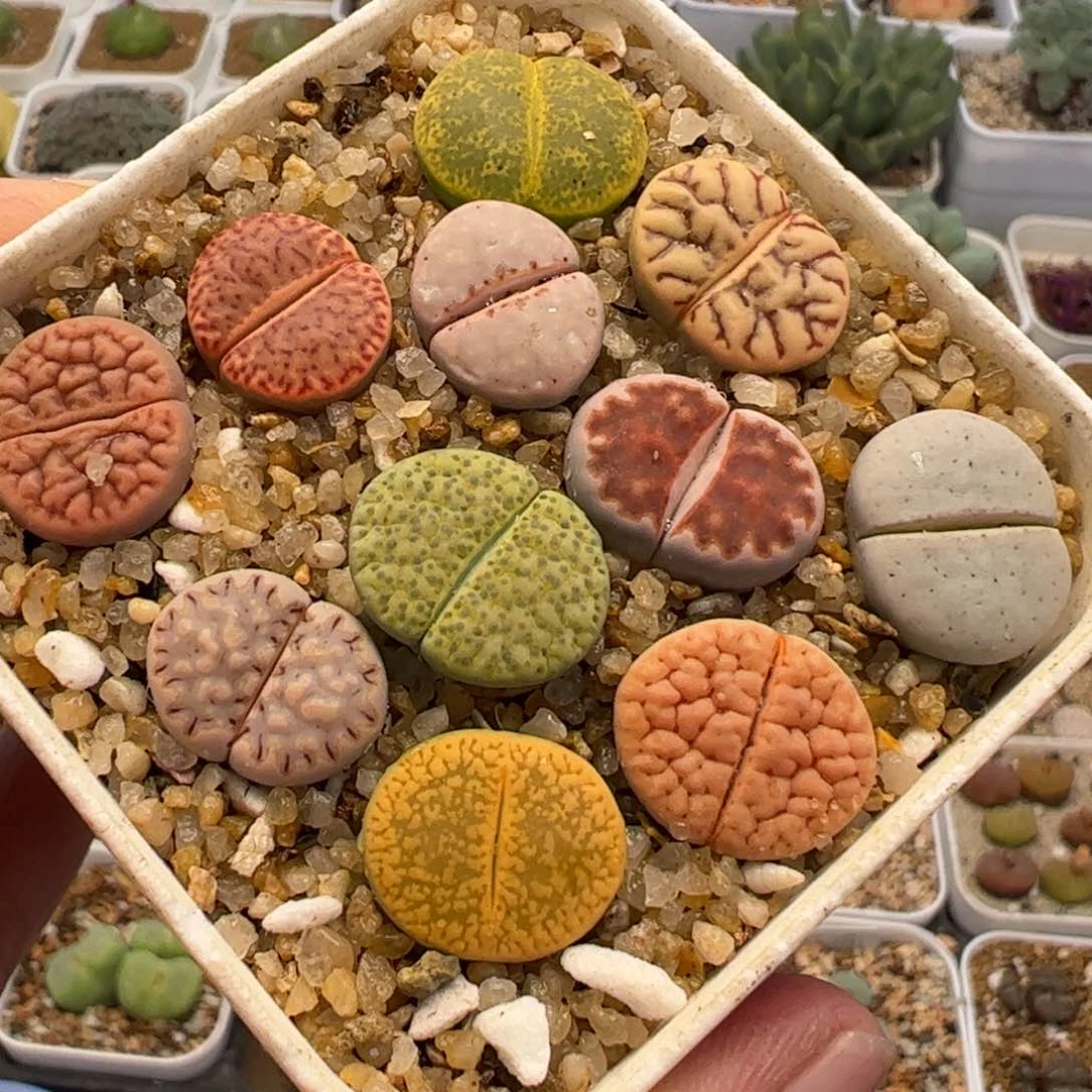 190345多肉植物百科
