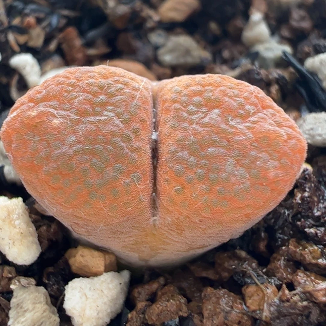 518多肉植物百科