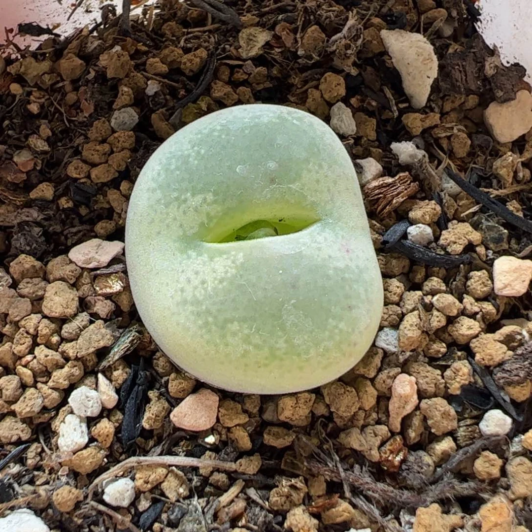 190114多肉植物百科