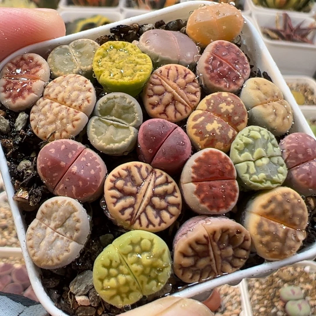 24017多肉植物种类
