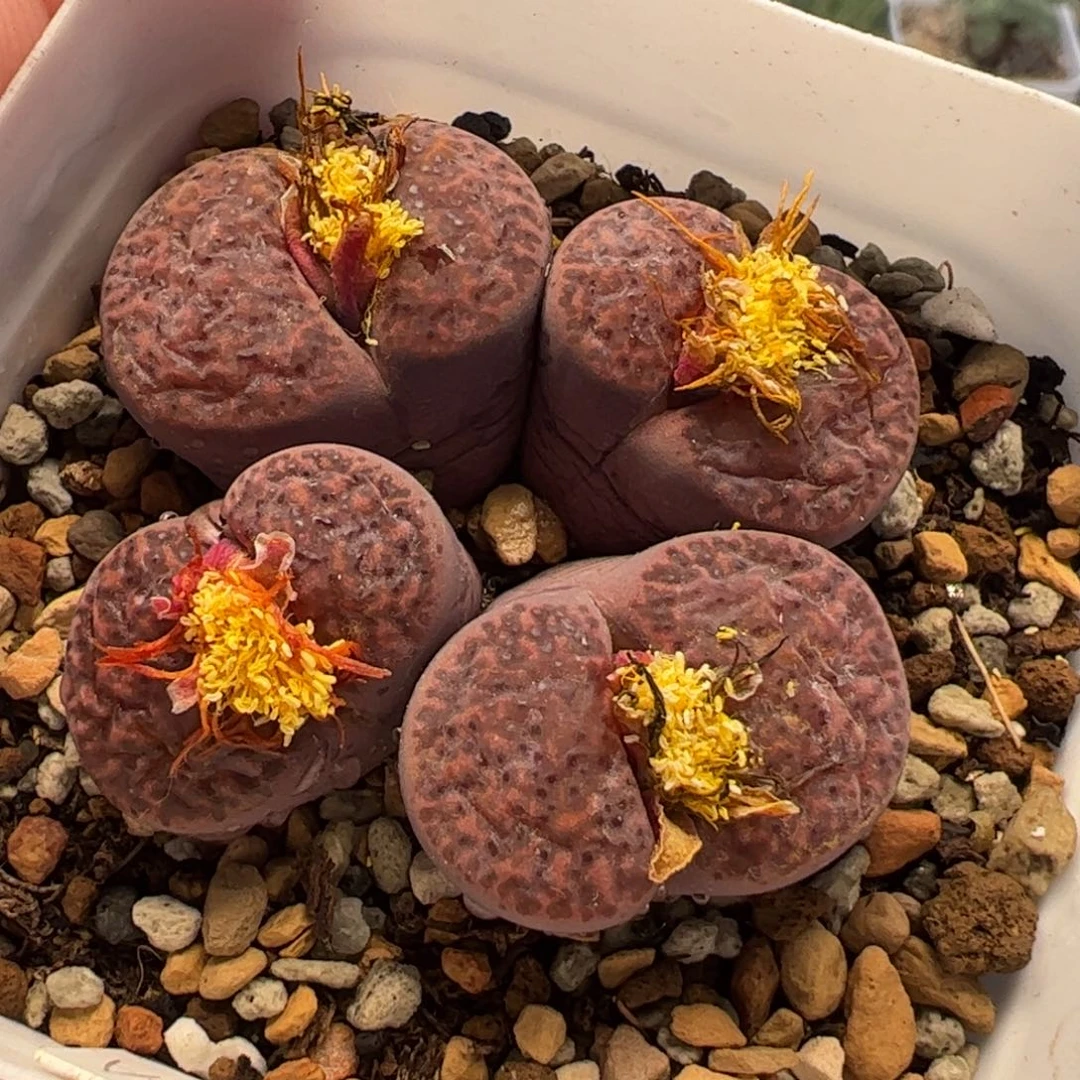 22111多肉植物百科