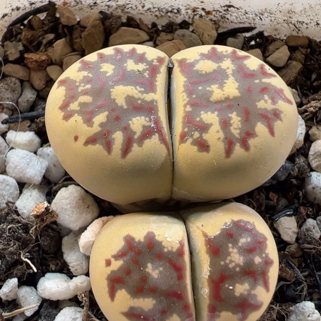 170197多肉植物百科